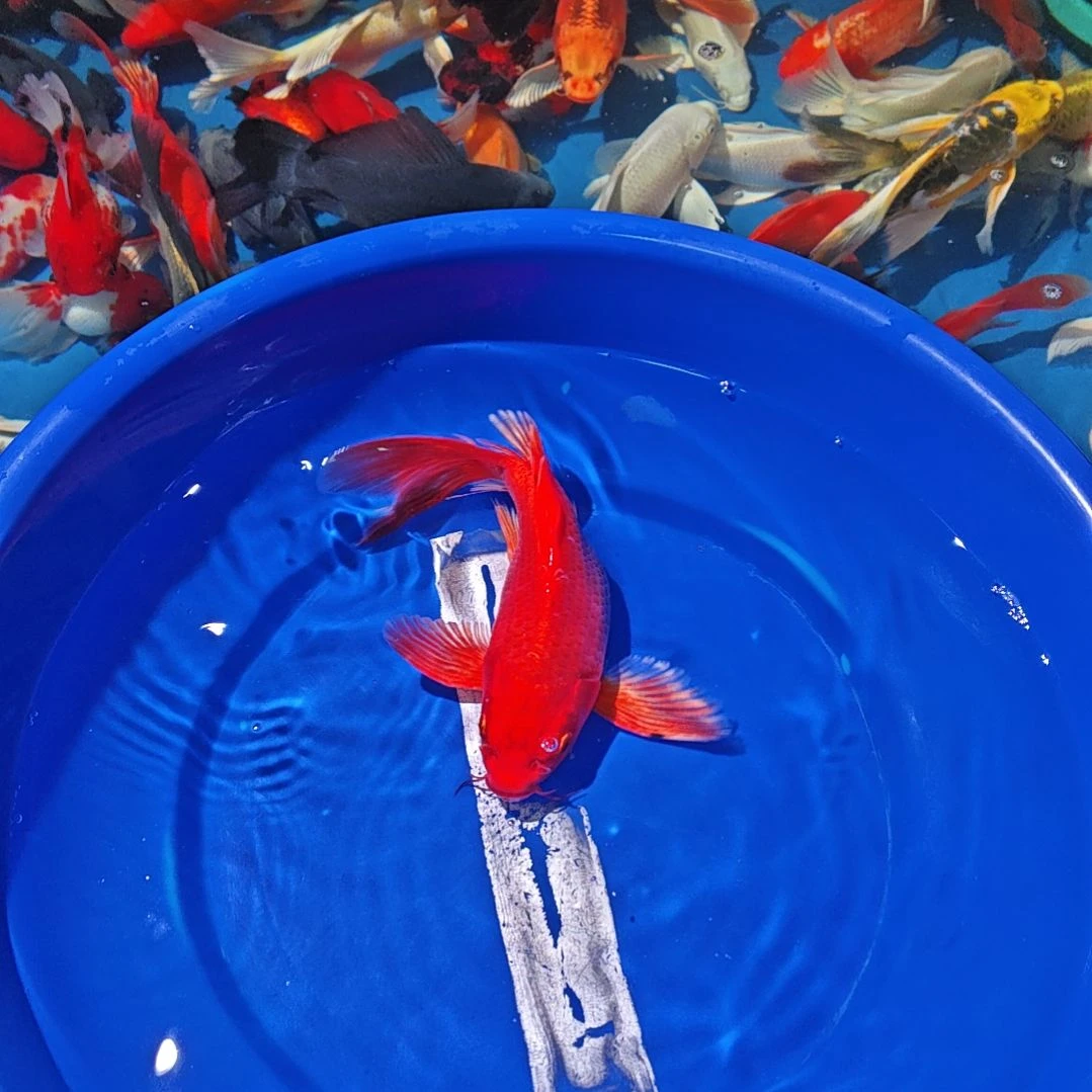 中国大陆冷水观赏鱼蝴蝶鲤