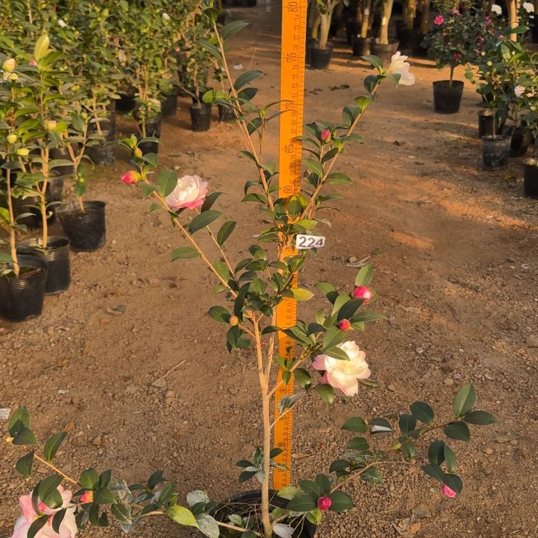 少量花朵（建议范围：2朵-5朵 或40%以下）224英八茶梅