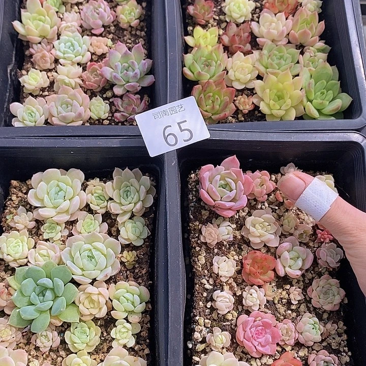 65 多肉植物盆栽花卉