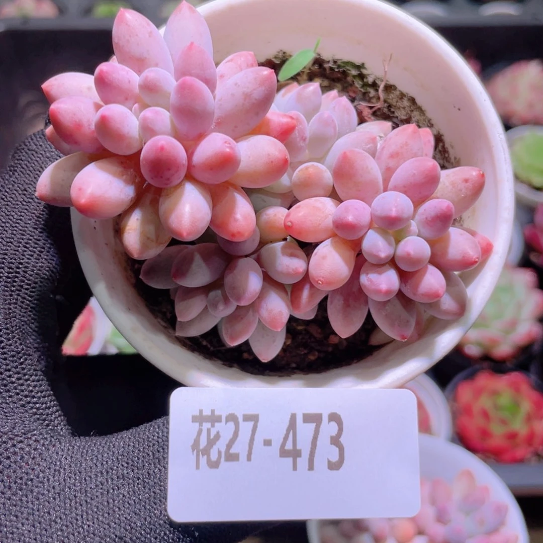 花利美27-473婴儿手指