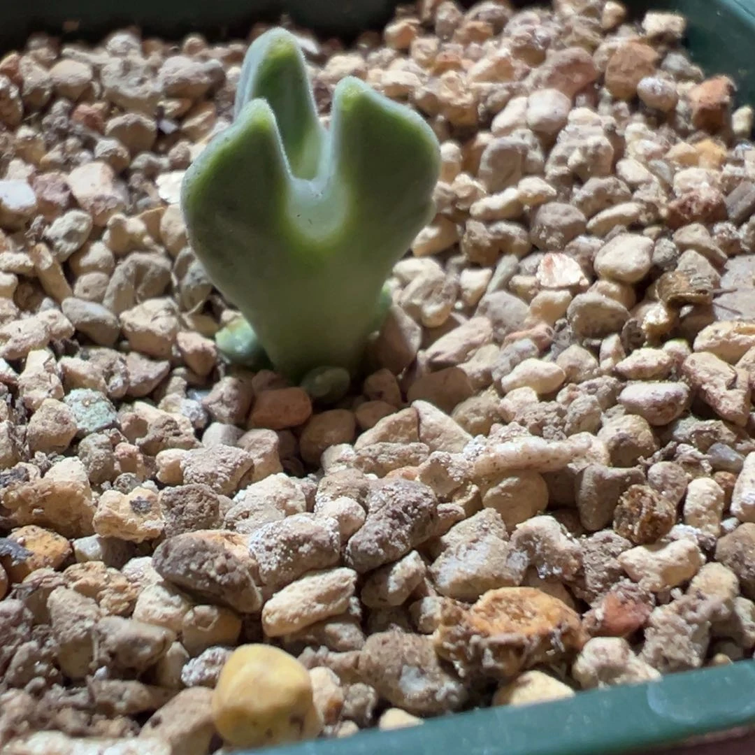 大眼睛老奔驰，一物一拍