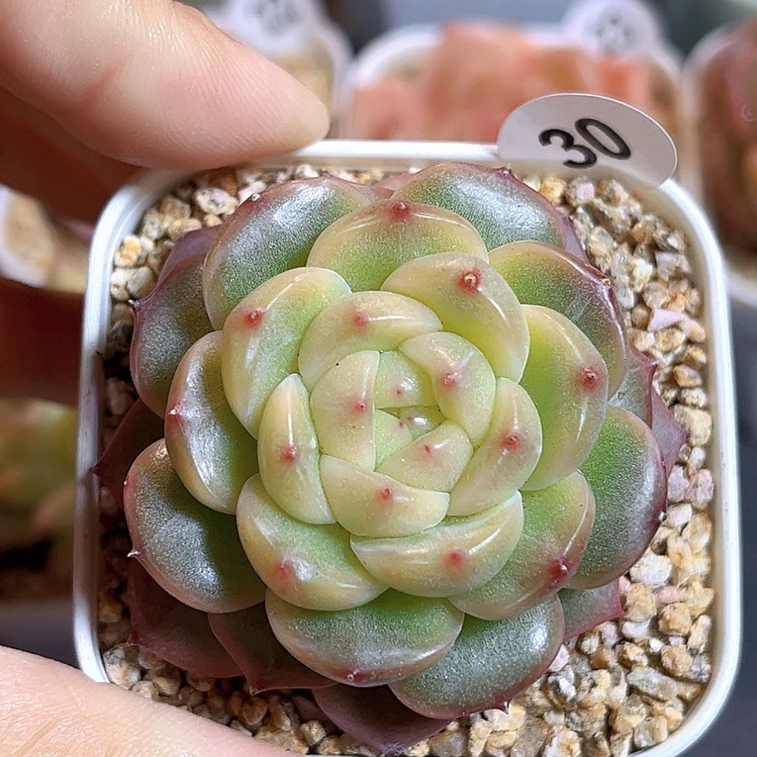 030 阿兹猫珍妮  满18包邮