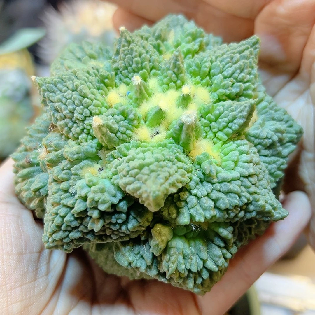 晚37号苗接怒涛无根9公分
