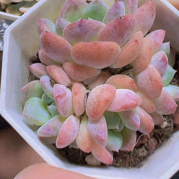 k18群19包邮多肉植物