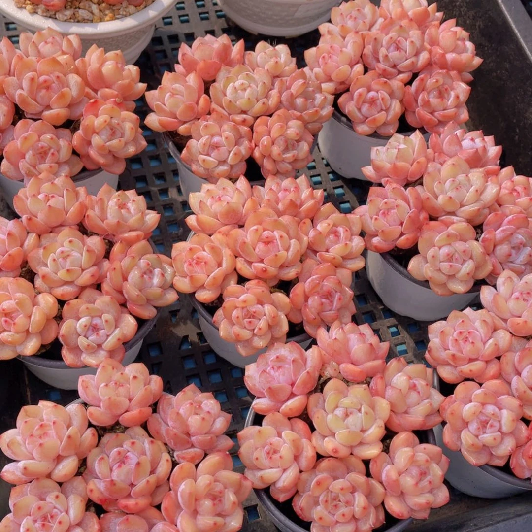 量拍2号果冻韩版仙女橙组合七个