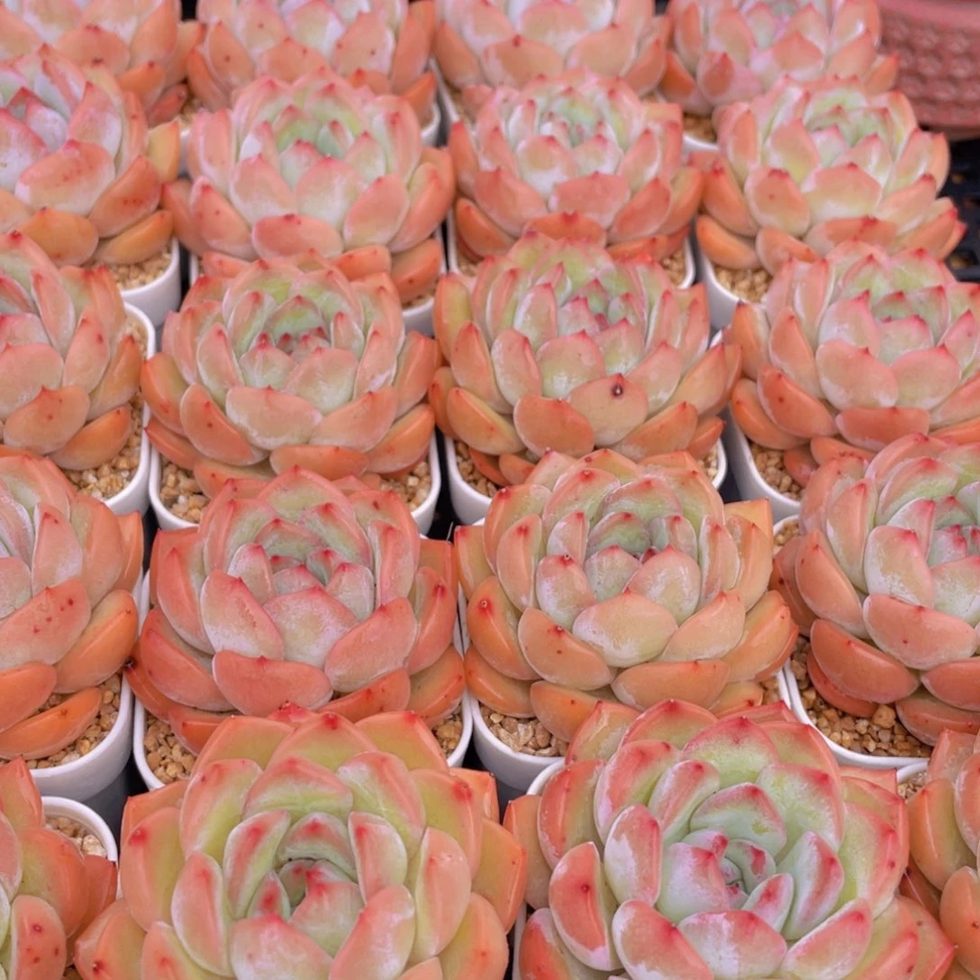 量拍8号 草莓杏仁单头一个