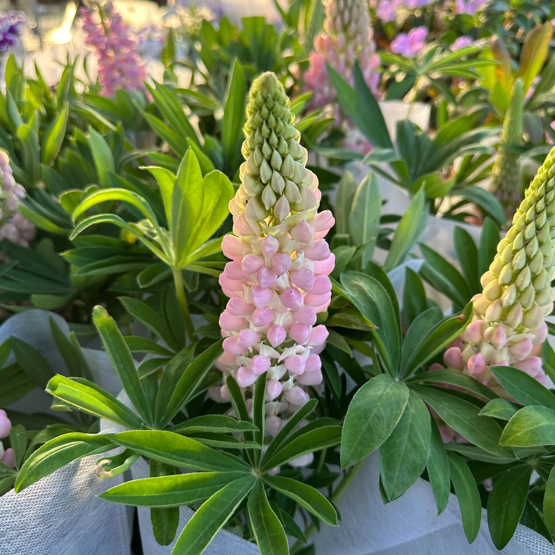【鲁冰花】鲜花花卉绿植盆栽加大盆