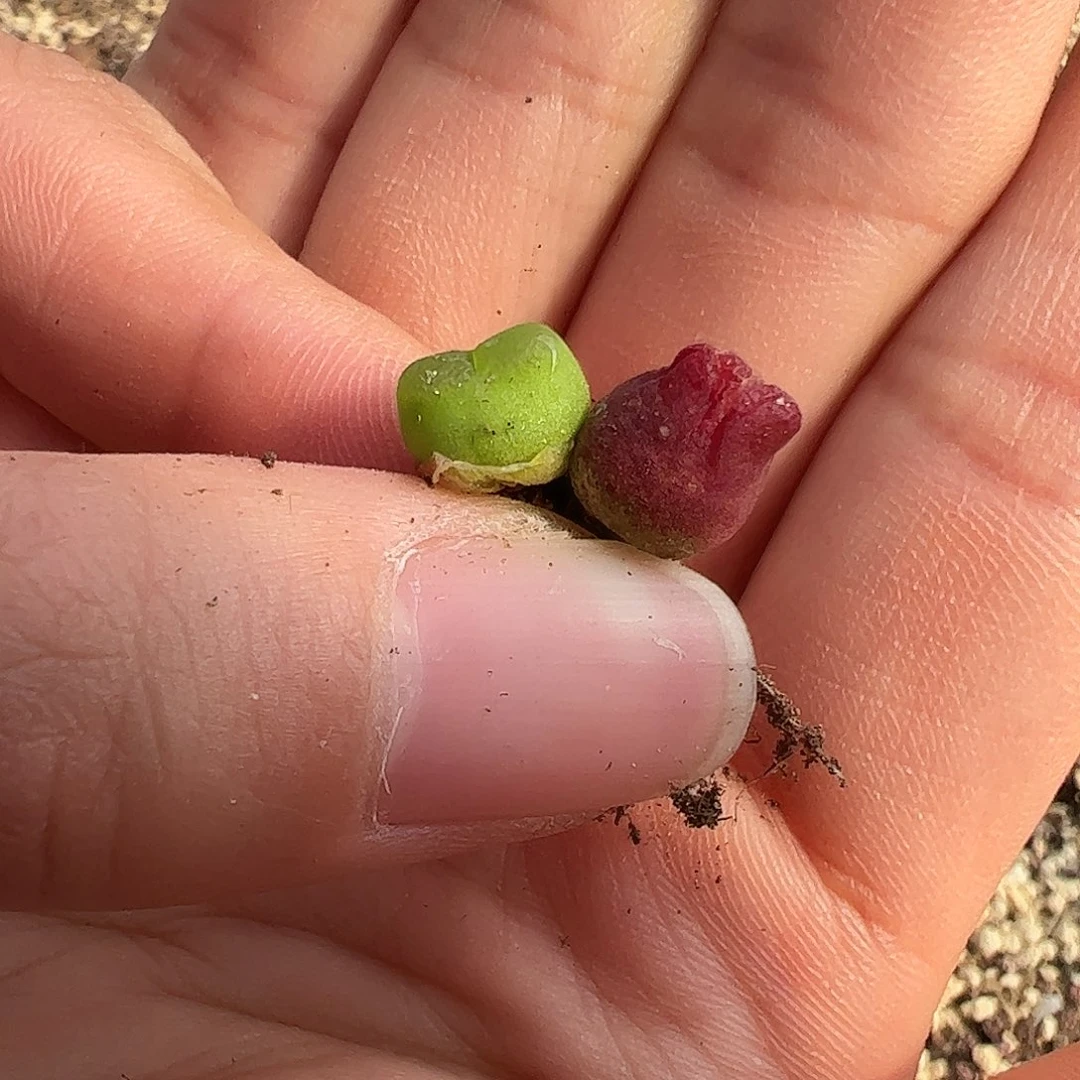 0000量拍母本雪，茄1颗小体型老皮皱