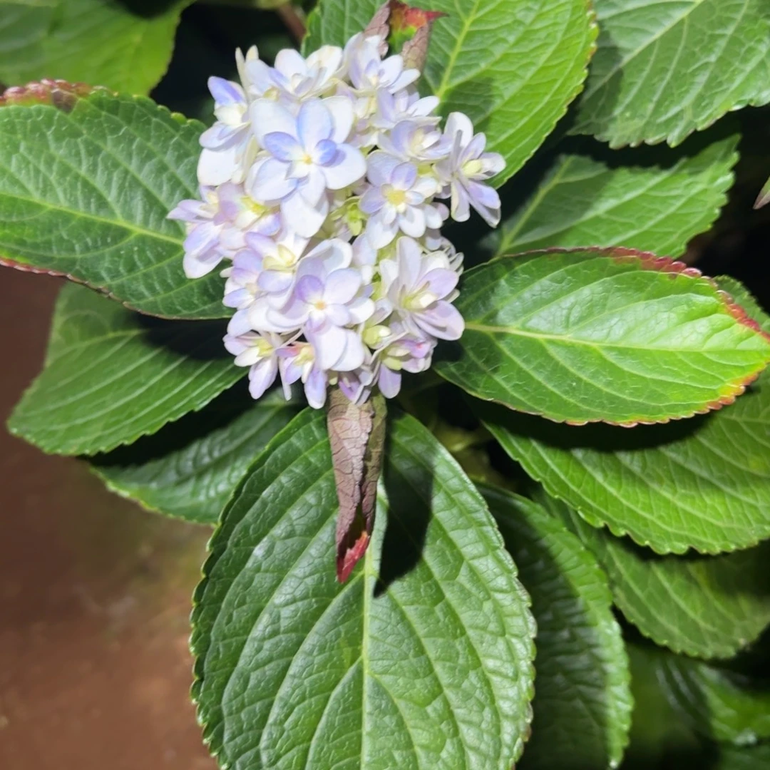 大部分花苞少量开放42