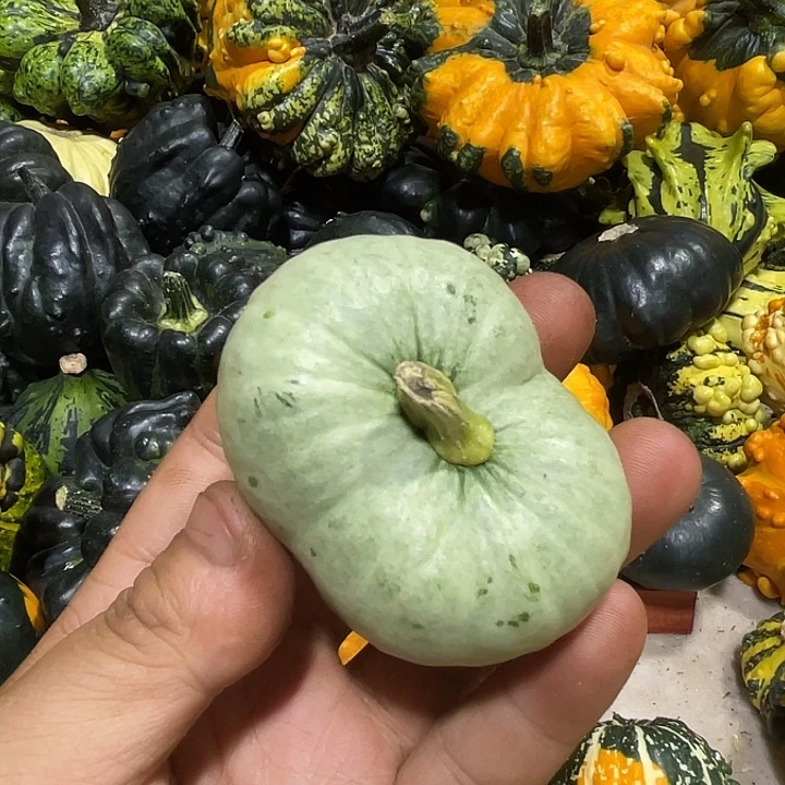 香榧木和****风啊啊啊啊啊