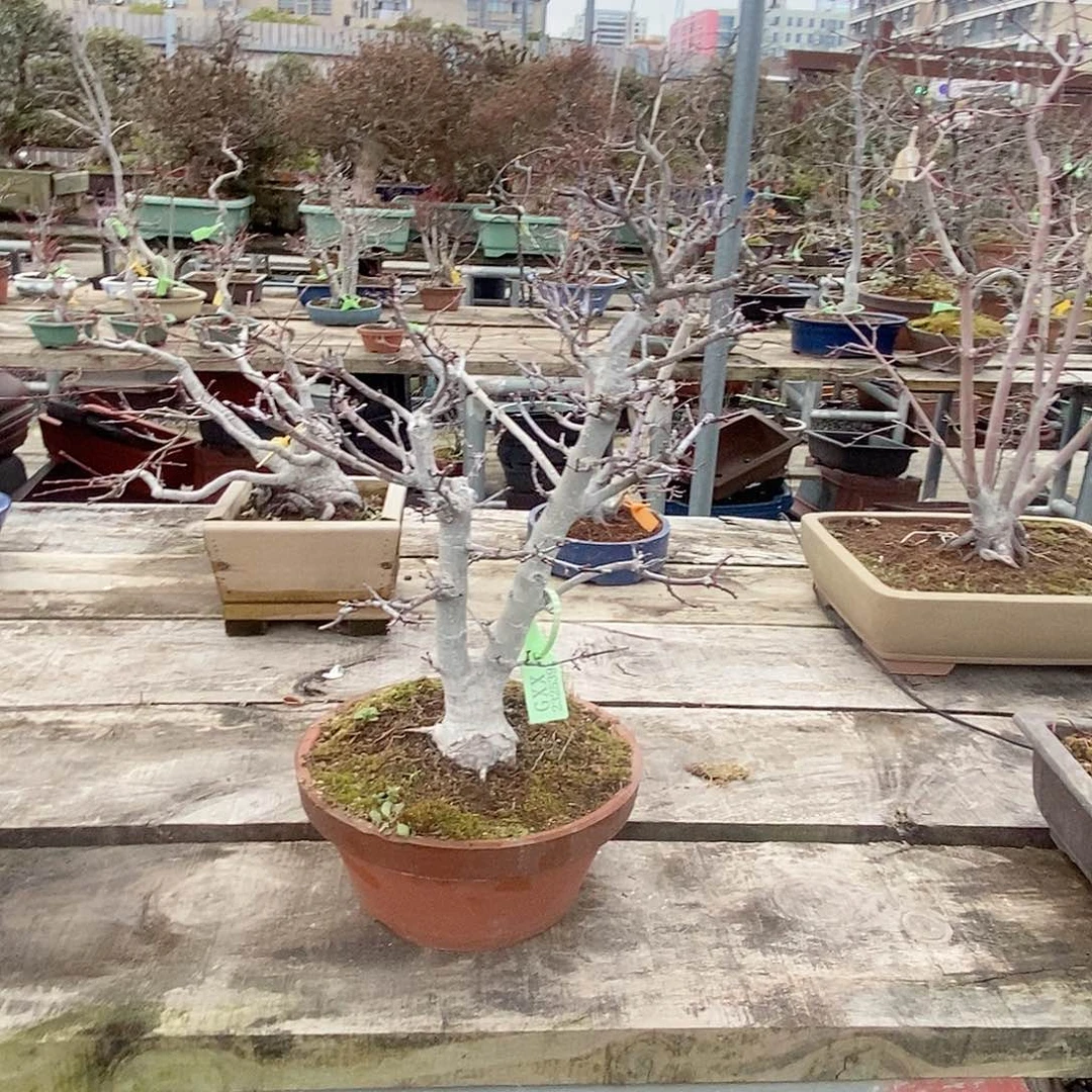 无铅玻璃魁*232539