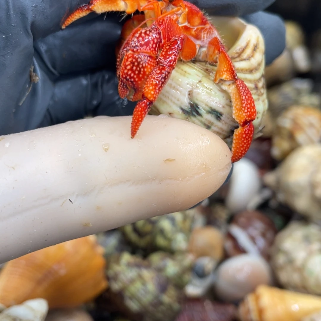 不退不换活体宠物173