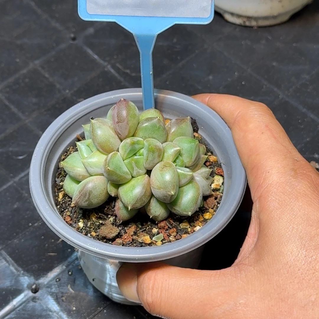 多肉植物象牙群522