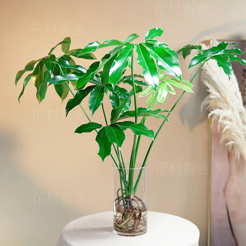 【德邦快递】水培印第安羽毛蔓绿绒五子登科耐阴耐热网红观叶北欧风