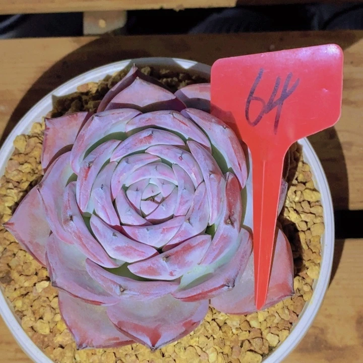 这么多都在一起吃