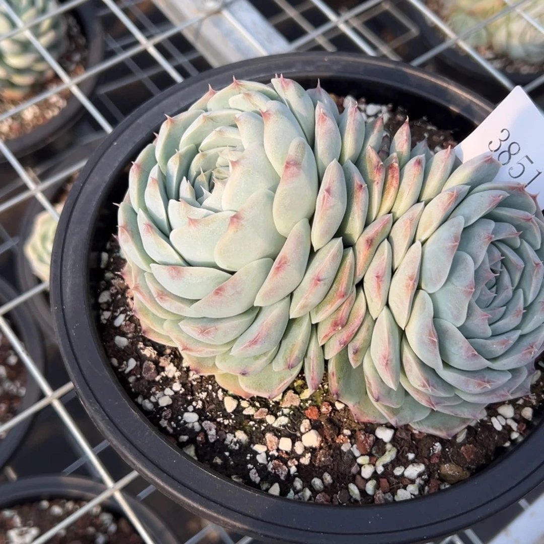 小***?3851多肉多多多多多多