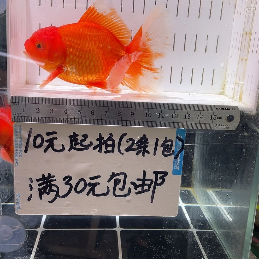金鱼左**影金鱼福利多多