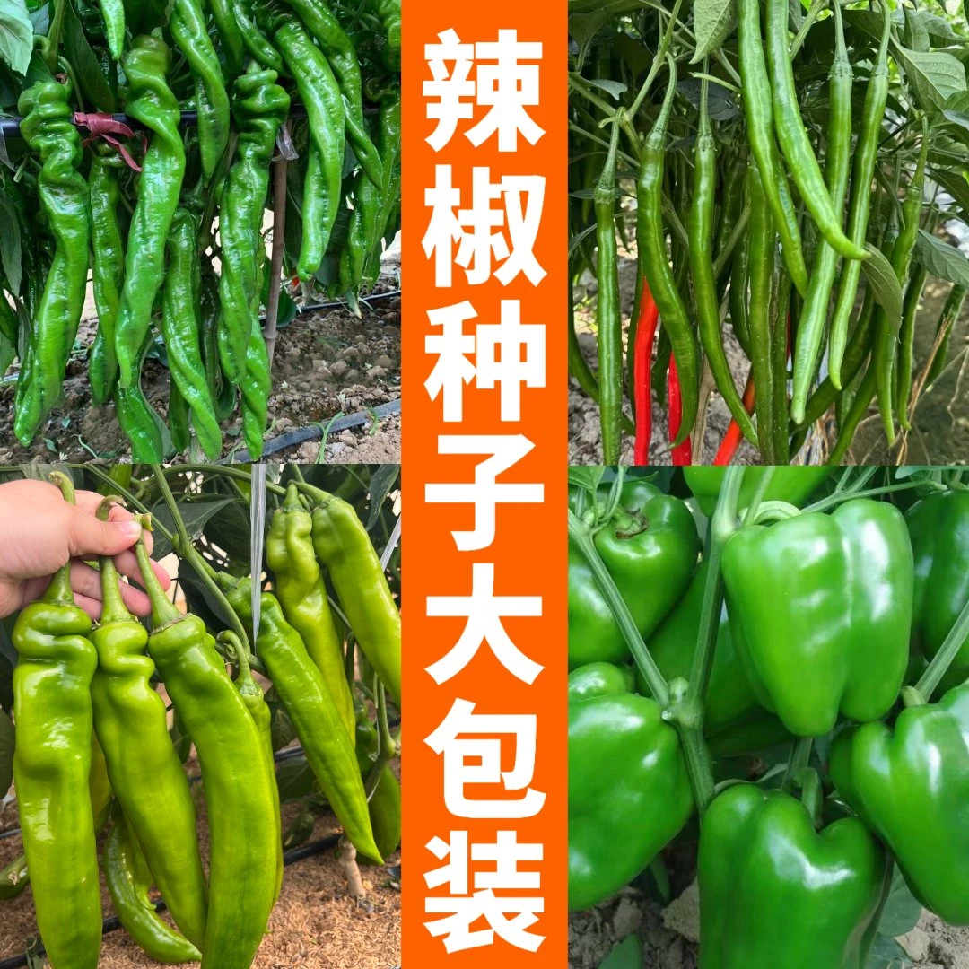 【辣椒种子大包装】 甜椒线椒螺丝陇椒朝天椒辣椒种籽种子四季抗病