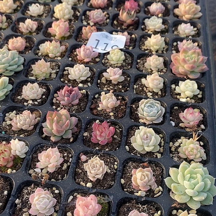 119 多肉植物盆栽花卉