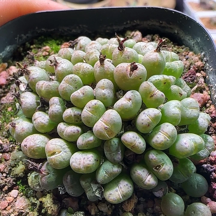 开播福利来啦。  508