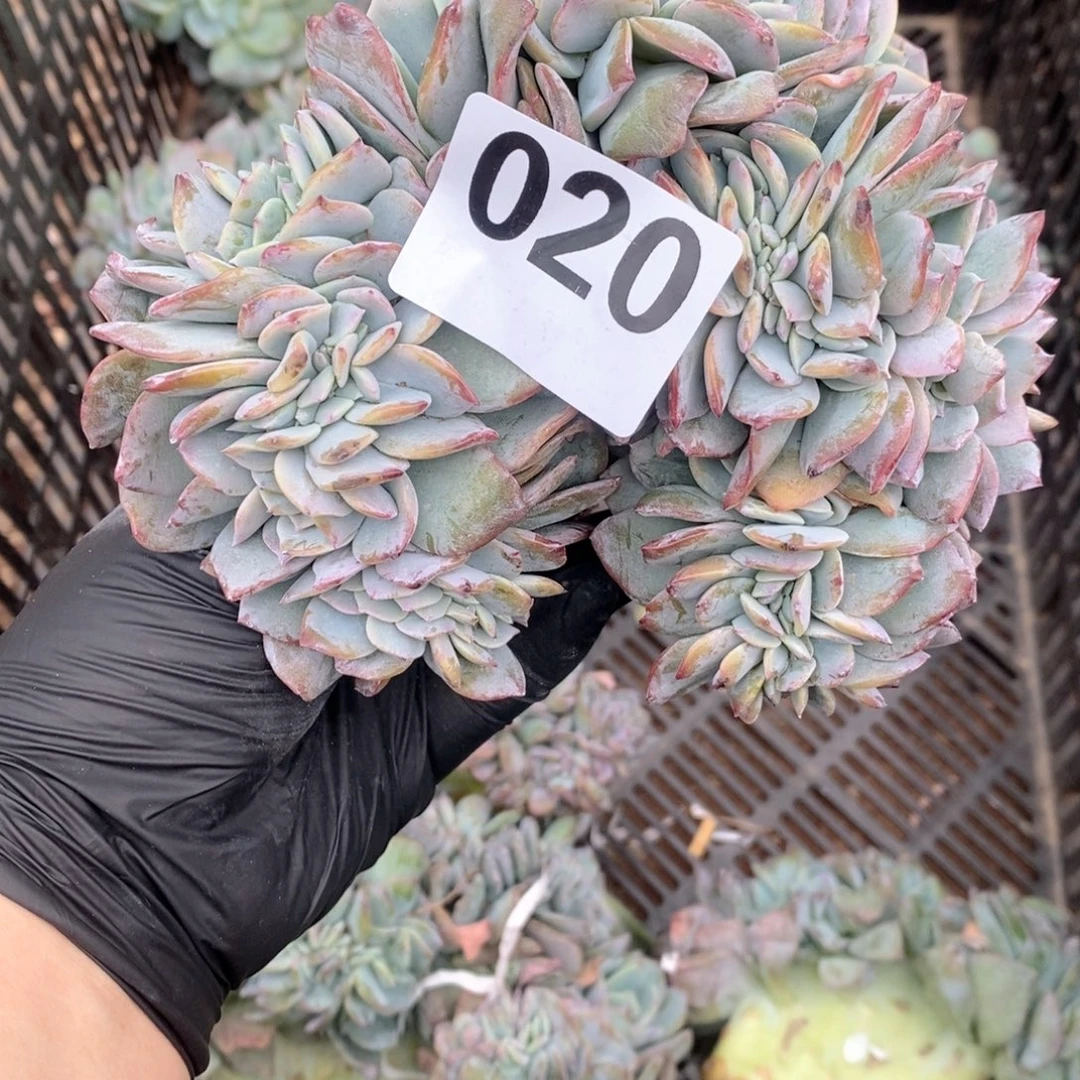 ****e20 白凤缀哇哇呀哇