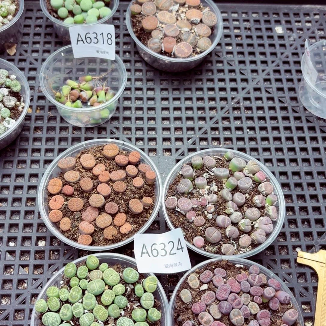 6324—生石花 生石花