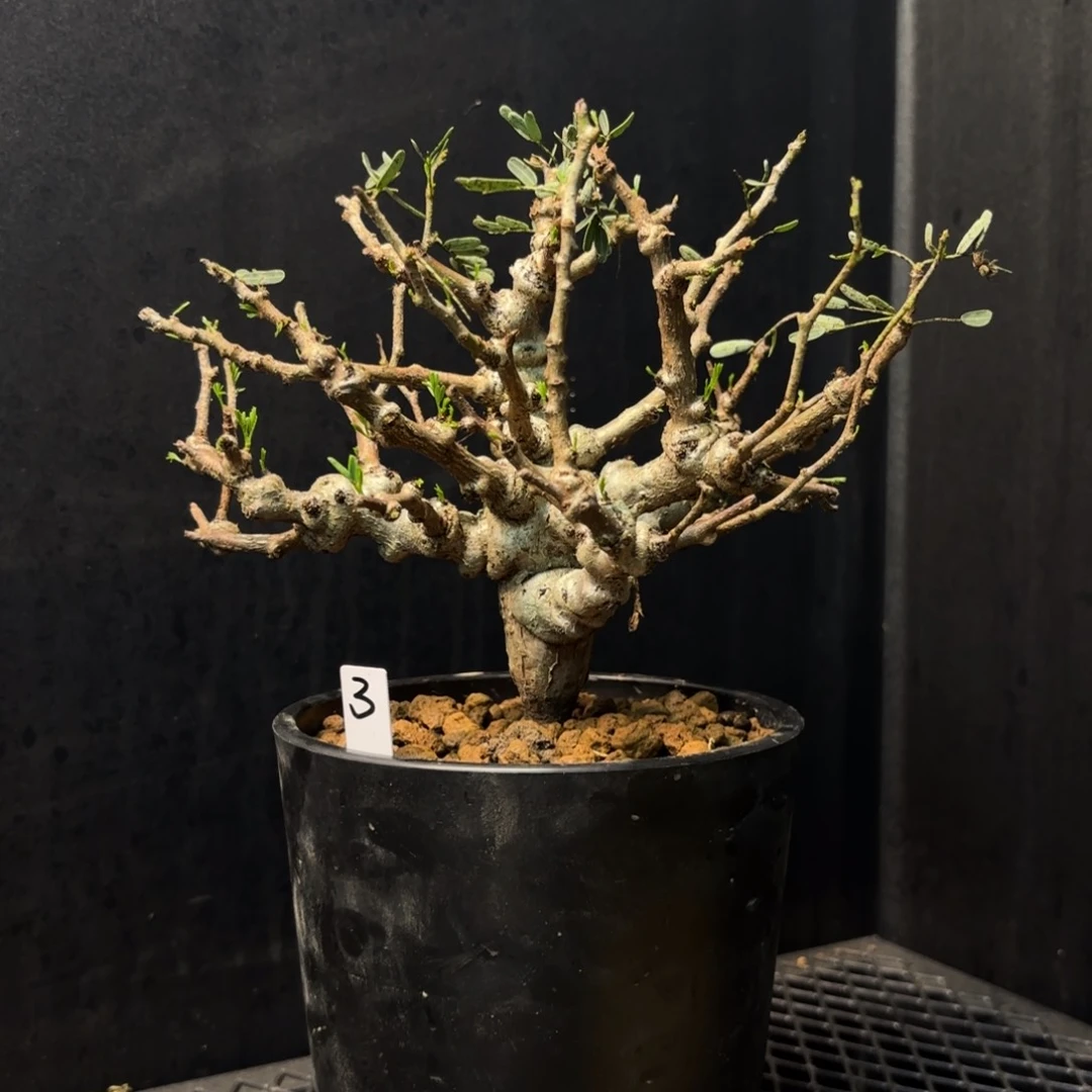 沙漠苏木带盆发货3号