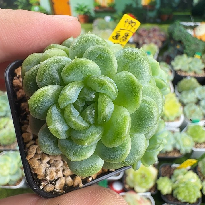 *****福利999谣谣珍妮啦啦