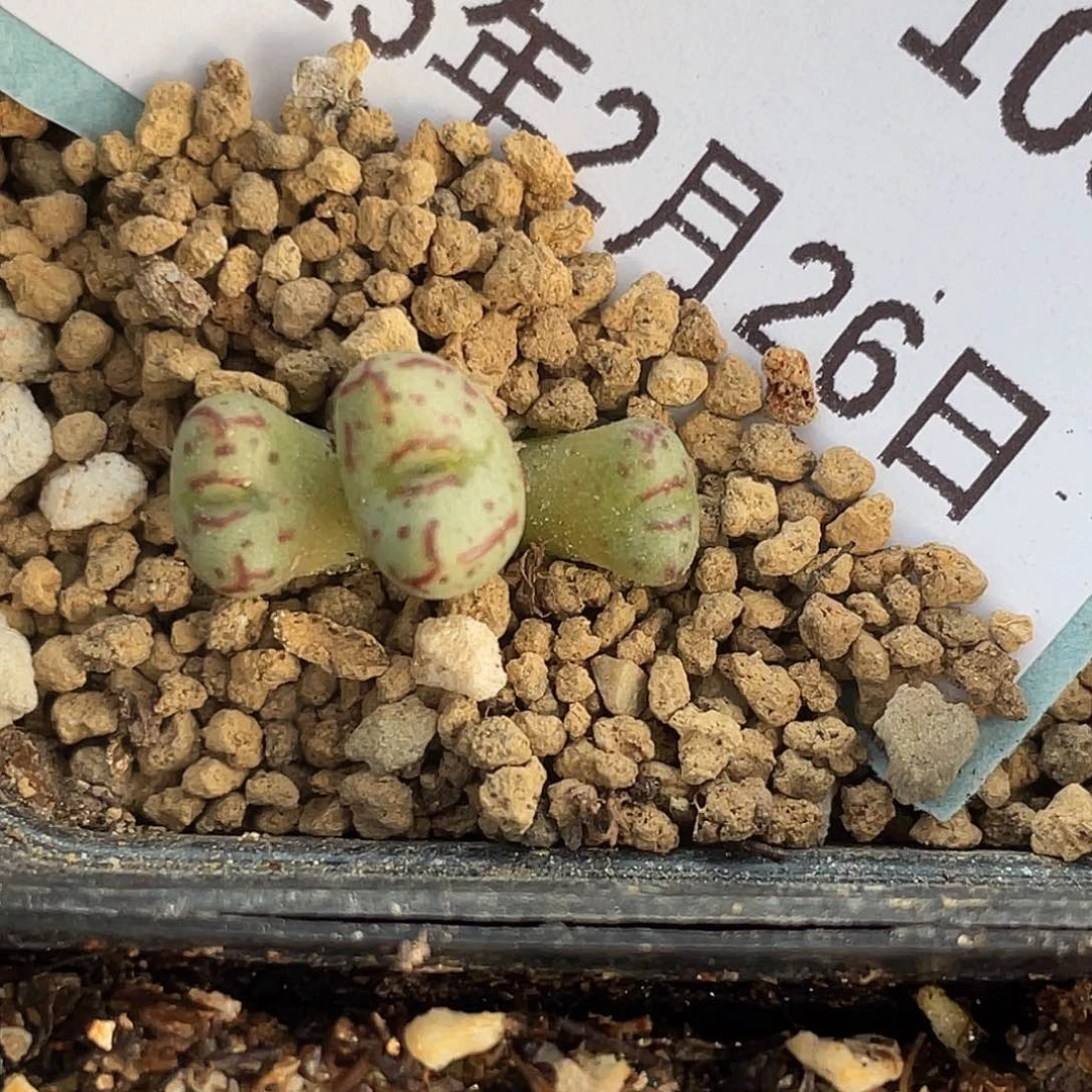 26-109小飞多肉植物