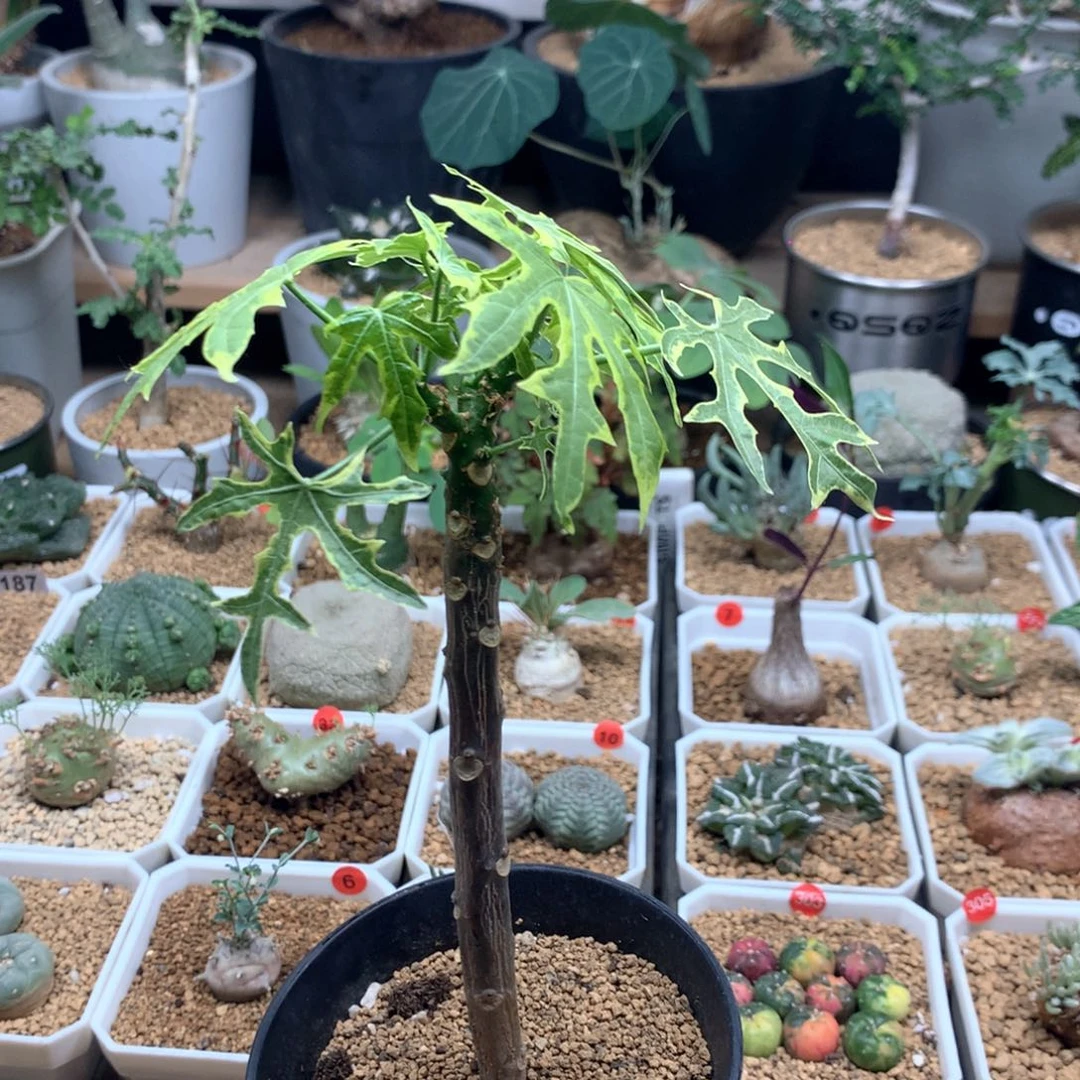 岚枫锦大戟带盆多肉