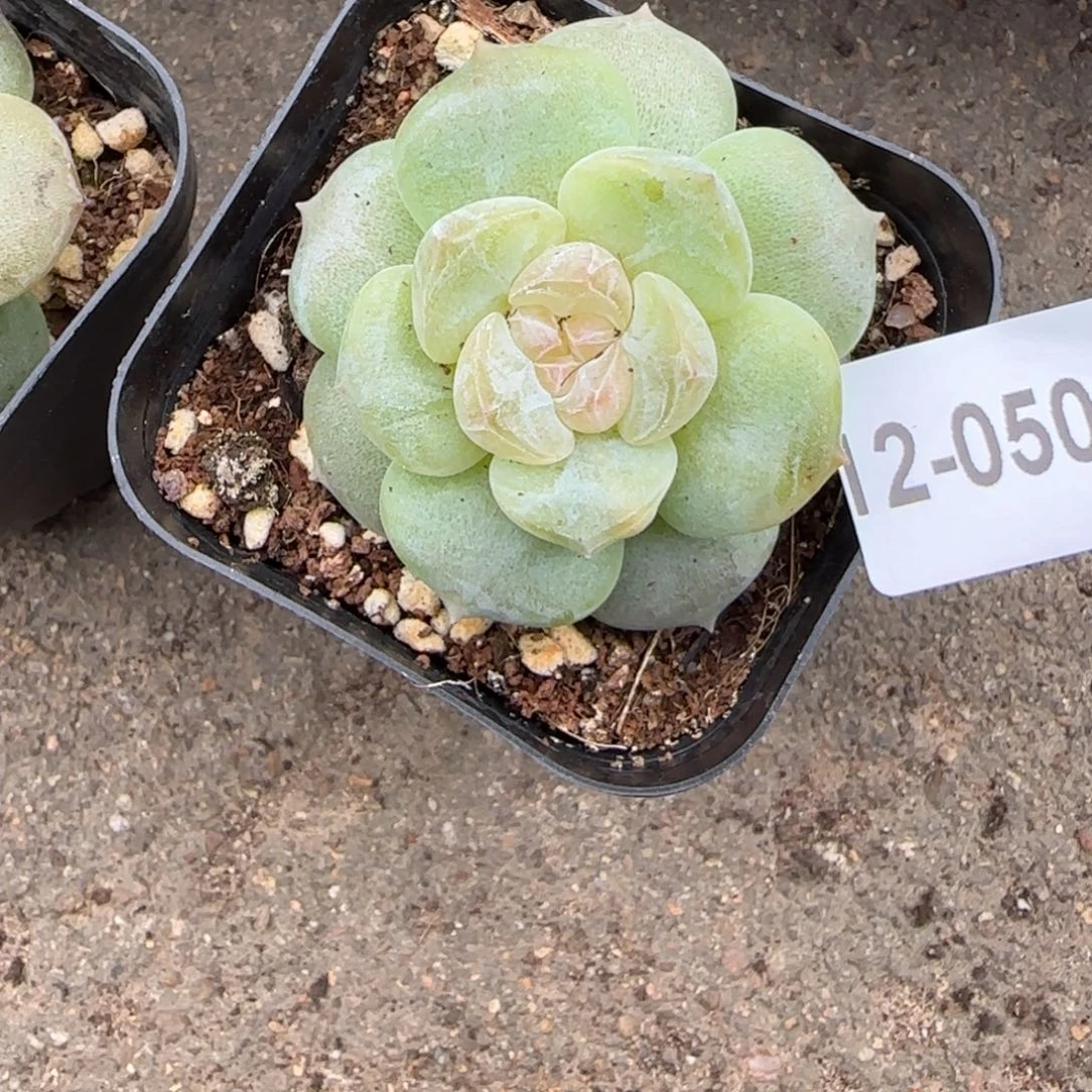 小卡拉米糖心一物一拍12-50