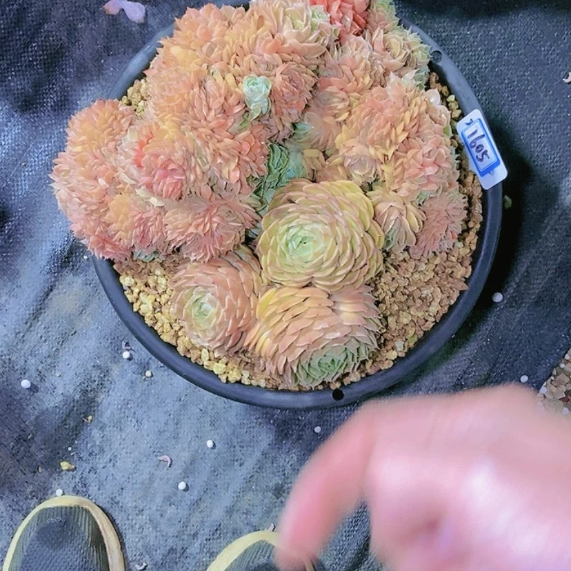 【闪购商品】宗****）1605寄养