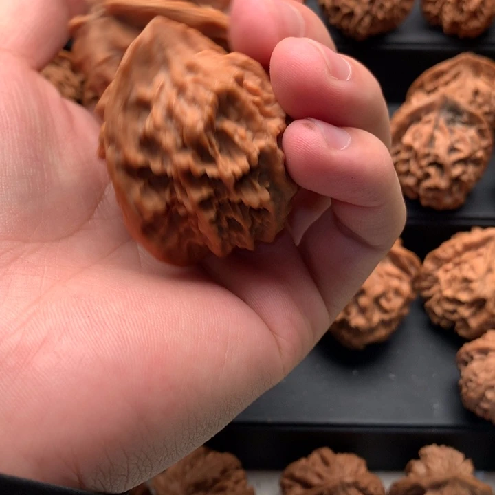 其他核桃观*海秦岭的森林中