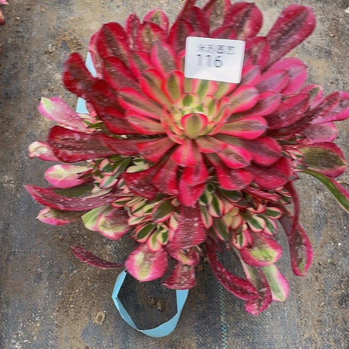 徐**?116多肉植物的生长