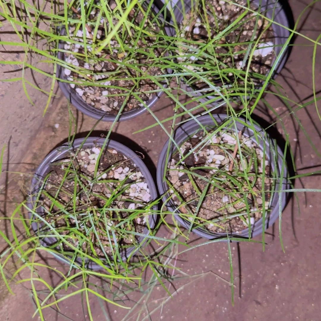 块根植物块根植物