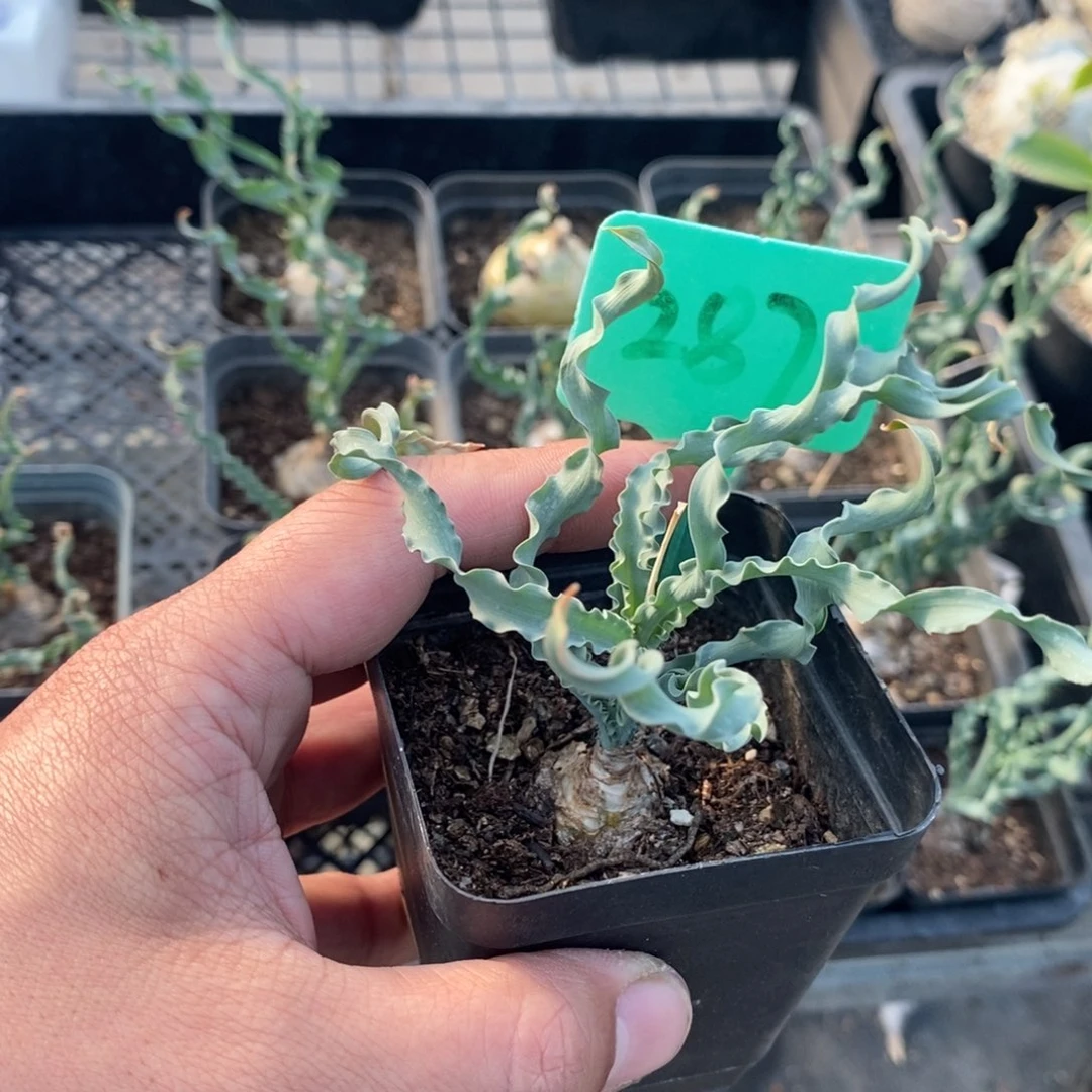 Dc弹簧草产地多肉植物