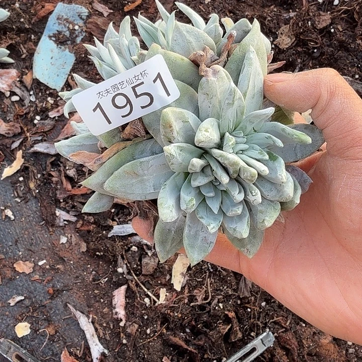 3代杂交新品仙女杯多肉瑕疵