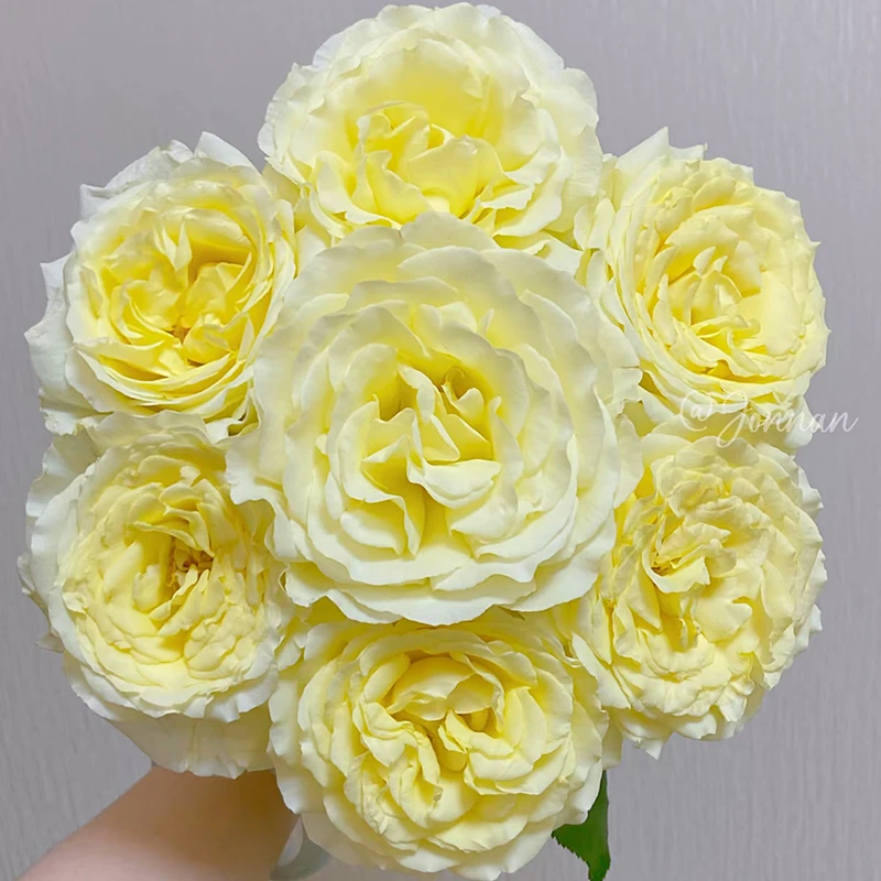 【活力】玫瑰【2-3单包邮顺丰冷链/满4单包邮顺丰空运】