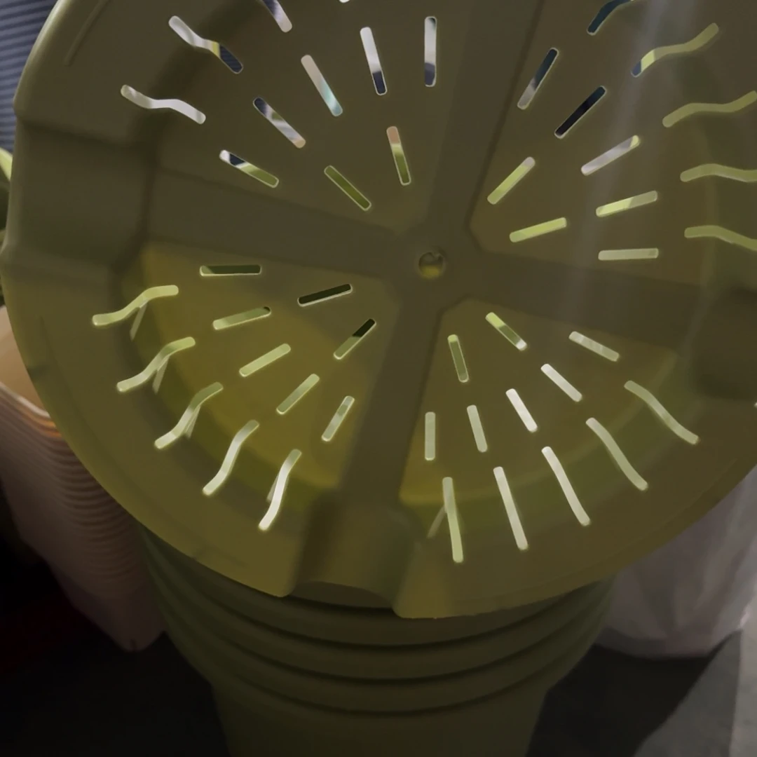 四季12号2个果绿色口径55高50