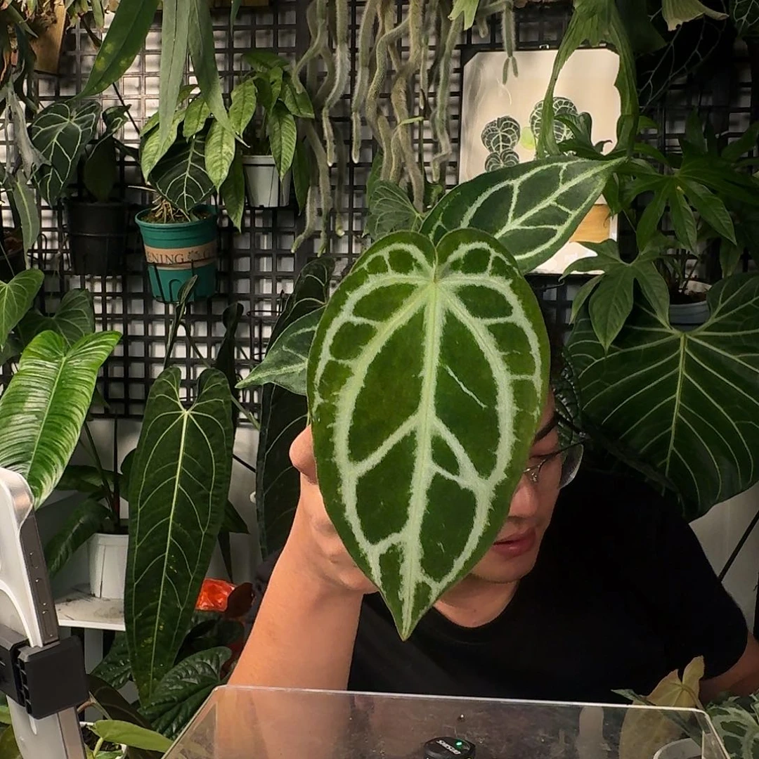 完全开放E187超级银杂skg银