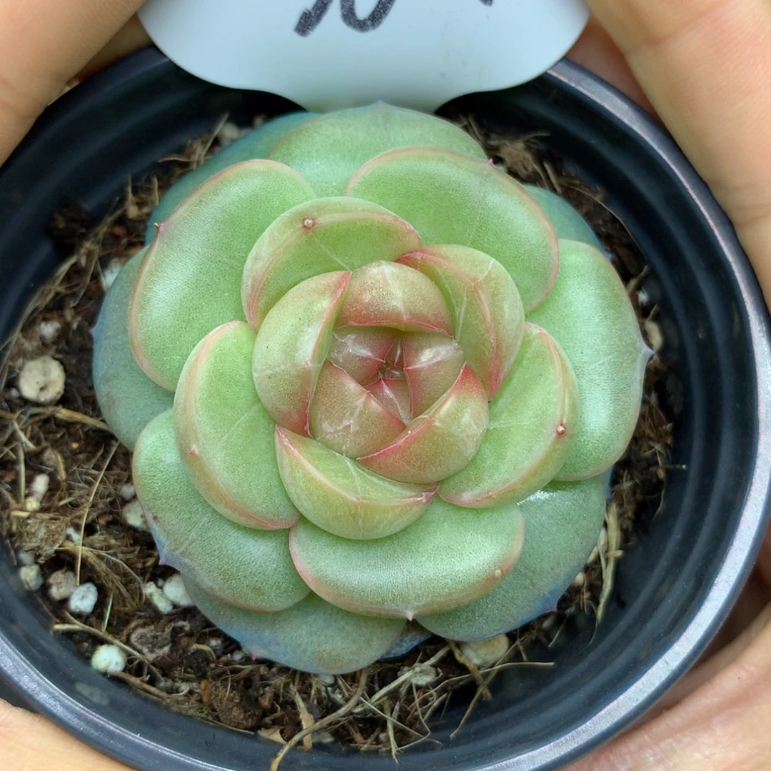 香雪海珍妮单头3614多肉