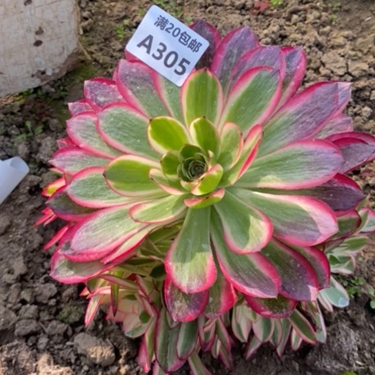 倾城305多肉植物