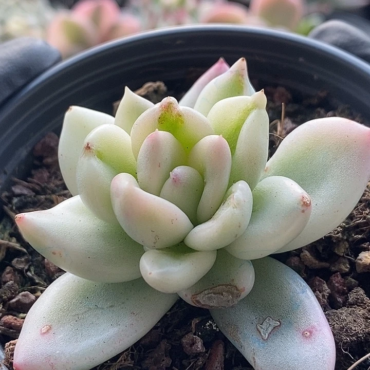 奶油鳄梨白锦变异