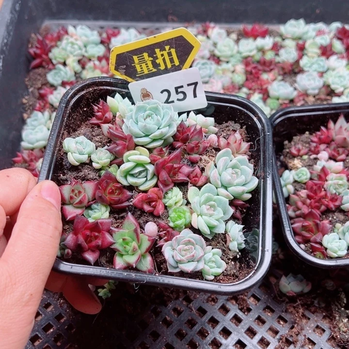 多肉植物多肉植物