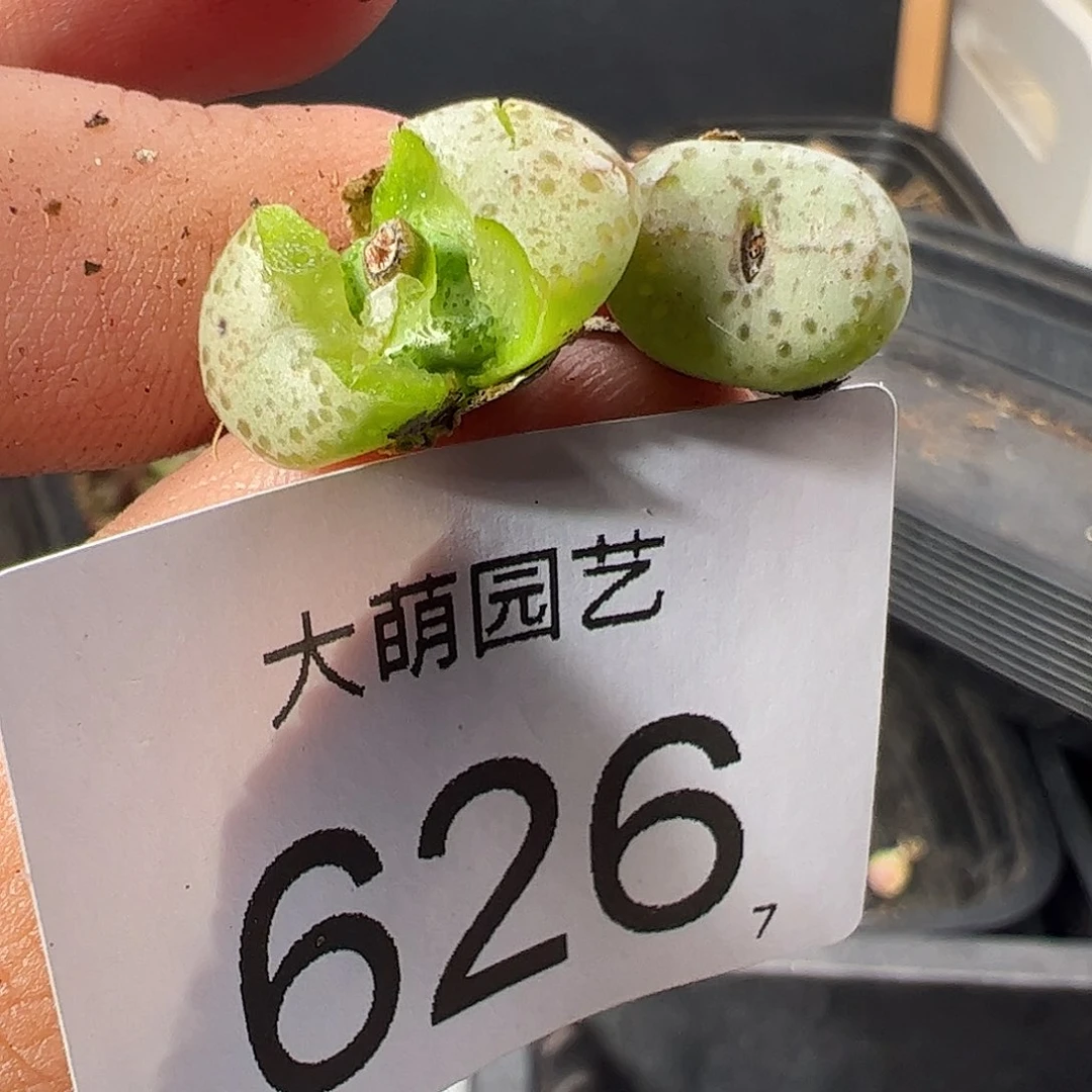 0000626 一物一拍……