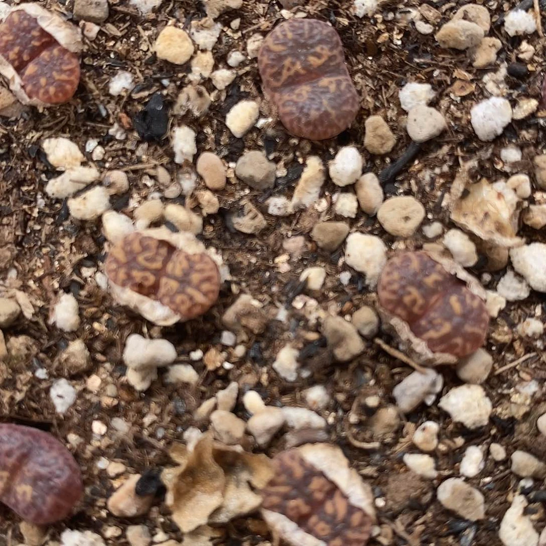 编号紫红勋章一颗