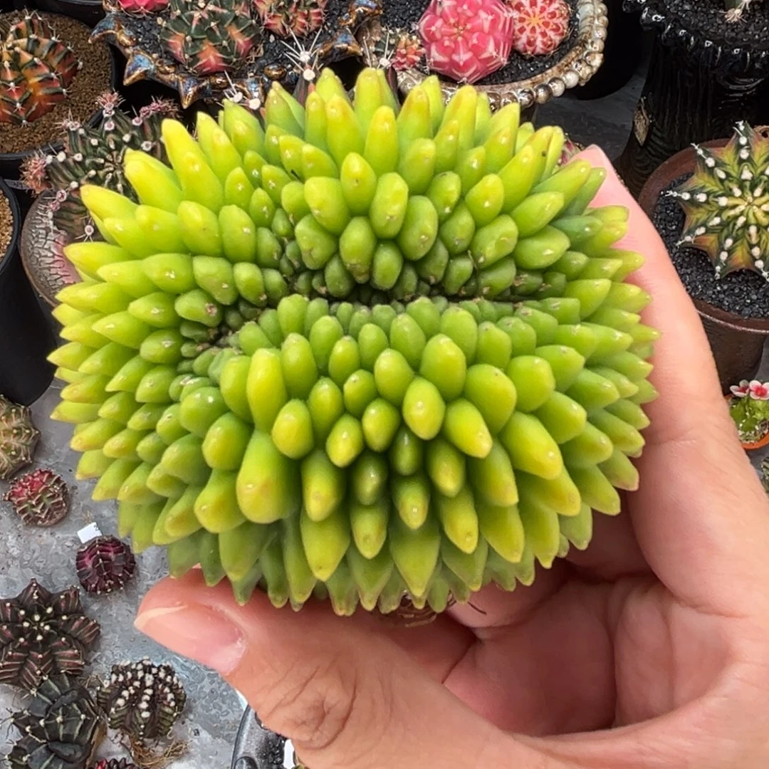 荧光绿榴莲 米哈仙人球
