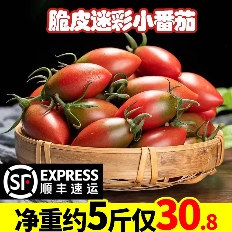 福建迷彩小番茄紫色小西红柿新鲜圣女果子弹头小柿子农家种植脆甜