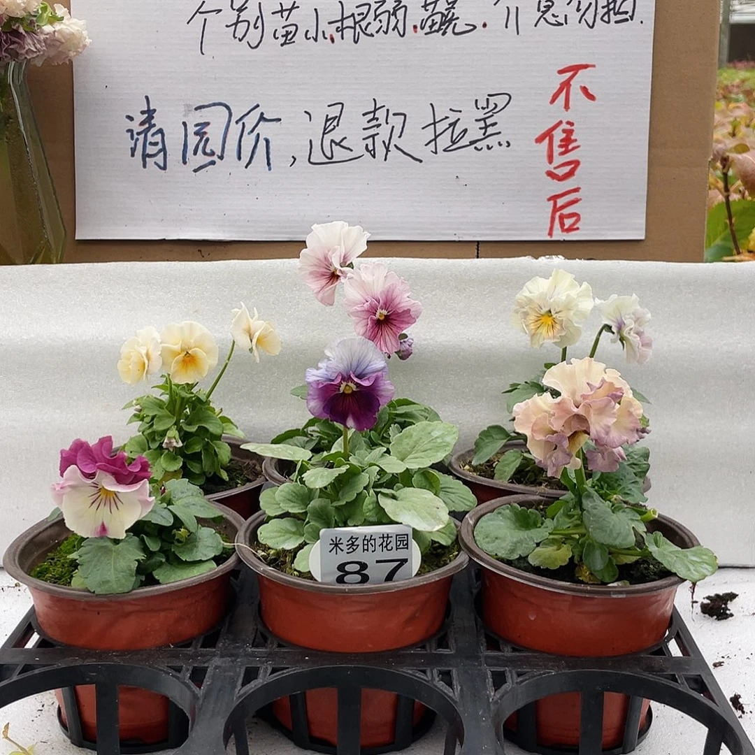 大部分花苞少量开放87