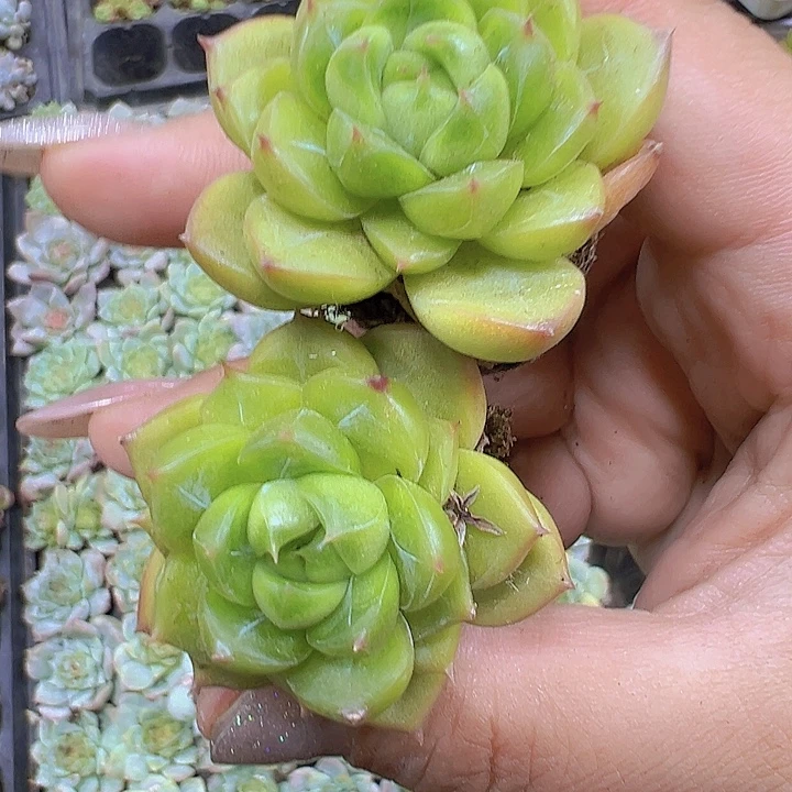 绿钻苗3个19包邮多肉